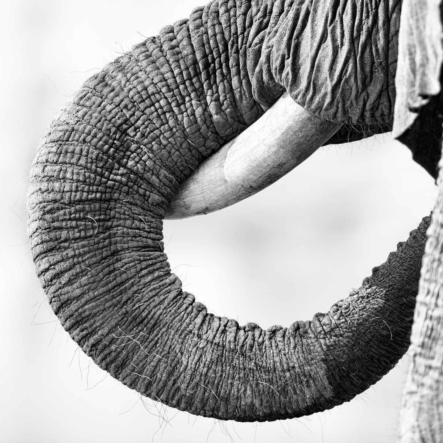041-Elephant BLK